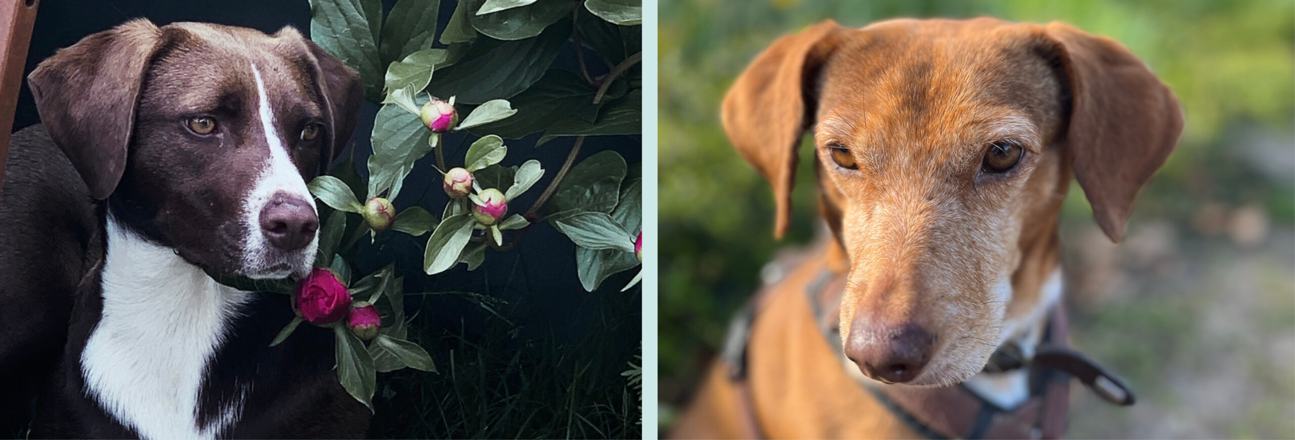 Zwei braune Hunde in der Natur: Die beiden Mischlings-Hündinnen Mika und Lotti